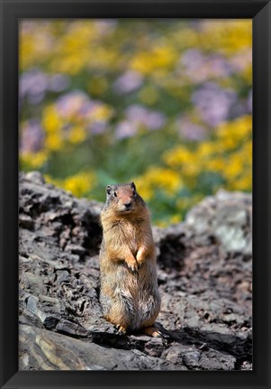 Framed Columbia Ground Squirrel Close-Up Print