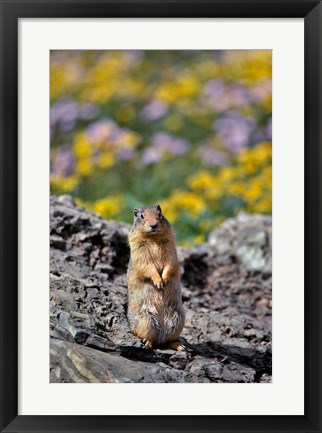 Framed Columbia Ground Squirrel Close-Up Print