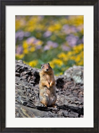 Framed Columbia Ground Squirrel Close-Up Print
