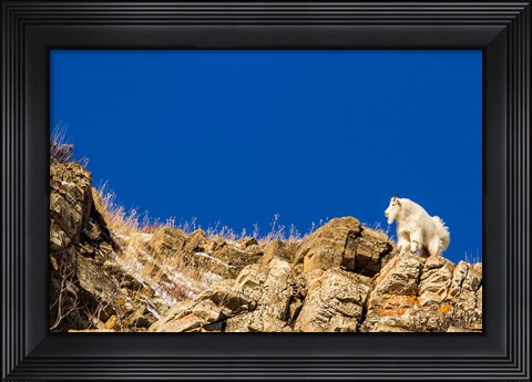 Framed Billy Mountain Goat In Glacier National Park, Montana Print