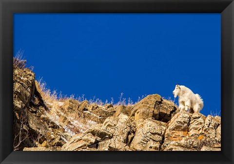 Framed Billy Mountain Goat In Glacier National Park, Montana Print