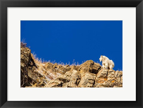 Framed Billy Mountain Goat In Glacier National Park, Montana Print