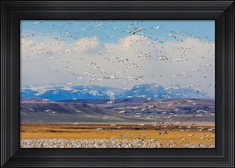 Framed Spring Migration Of Snow Geese Print
