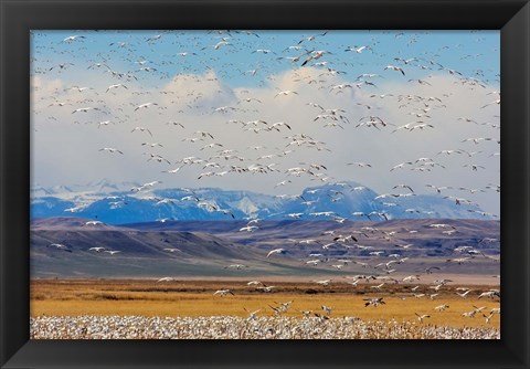 Framed Spring Migration Of Snow Geese Print