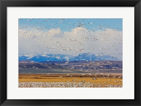 Framed Spring Migration Of Snow Geese Print