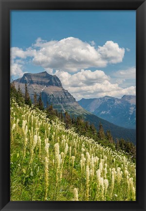 Framed Beargrass As Seen From Glacier National Park Print