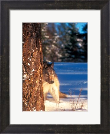 Framed Gray Wolf On The Alert In Winter Print