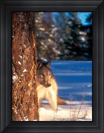 Framed Gray Wolf On The Alert In Winter Print