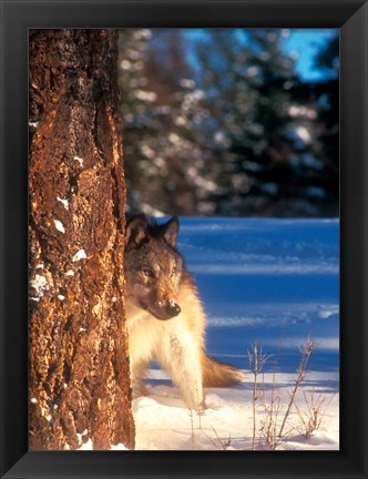 Framed Gray Wolf On The Alert In Winter Print