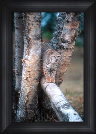 Framed Bobcat On A Fallen Birch Limb Print