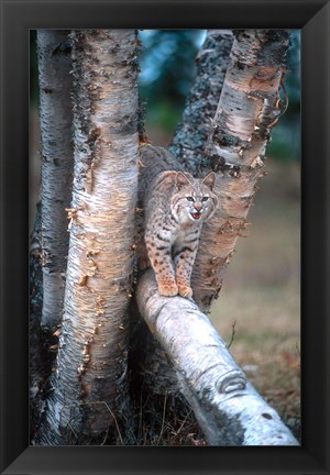 Framed Bobcat On A Fallen Birch Limb Print