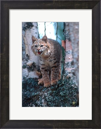 Framed Close-Up Of A Bobcat Print
