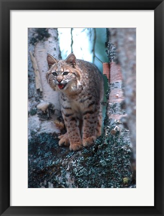 Framed Close-Up Of A Bobcat Print