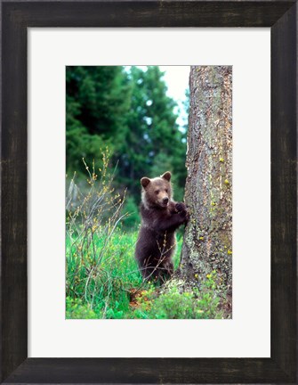Framed Grizzly Bear Cub Leaning Against A Tree Print