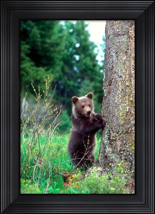 Framed Grizzly Bear Cub Leaning Against A Tree Print