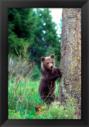 Framed Grizzly Bear Cub Leaning Against A Tree Print