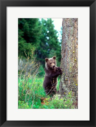 Framed Grizzly Bear Cub Leaning Against A Tree Print