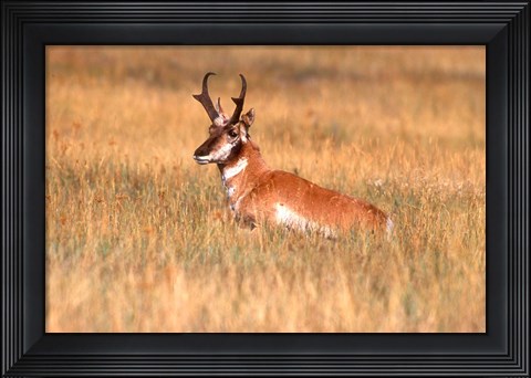 Framed Antelope Lying Down In A Grassy Field Print