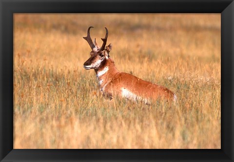 Framed Antelope Lying Down In A Grassy Field Print