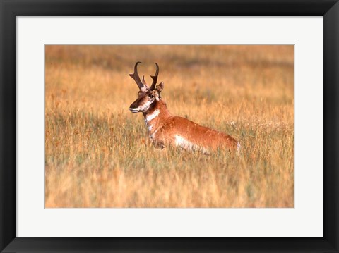 Framed Antelope Lying Down In A Grassy Field Print