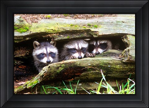 Framed Three Young Raccoons In A Hollow Log Print