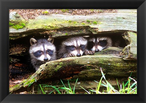 Framed Three Young Raccoons In A Hollow Log Print