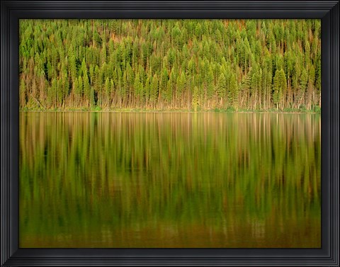 Framed Conifer Forest Reflects In Kintla Lake, Montana Print