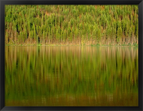 Framed Conifer Forest Reflects In Kintla Lake, Montana Print