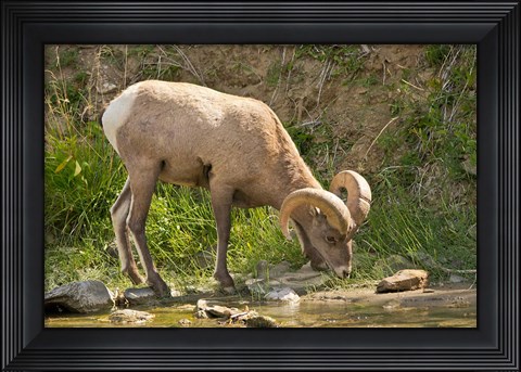 Framed Bighorn Sheep Drinking, Yellowstone National Park, Montana Print