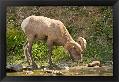 Framed Bighorn Sheep Drinking, Yellowstone National Park, Montana Print