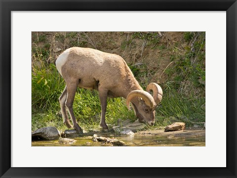 Framed Bighorn Sheep Drinking, Yellowstone National Park, Montana Print