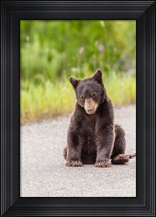 Framed Bear Cub On Camas Road Print