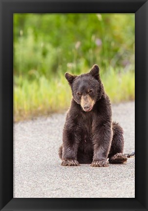 Framed Bear Cub On Camas Road Print