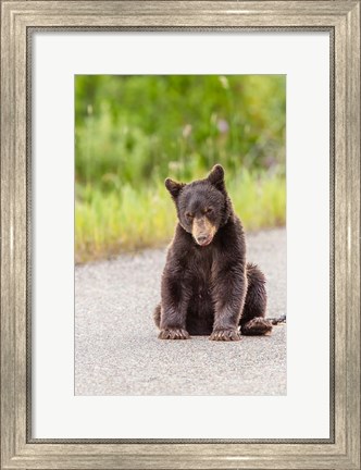 Framed Bear Cub On Camas Road Print