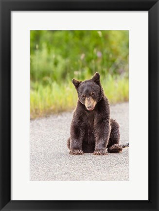 Framed Bear Cub On Camas Road Print