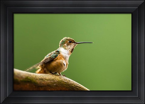 Framed Calliope Hummingbird Perched Print