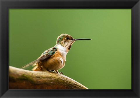 Framed Calliope Hummingbird Perched Print