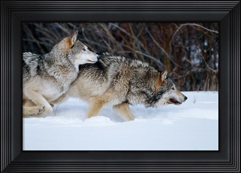 Framed Gray Wolves Running In Snow, Montana Print