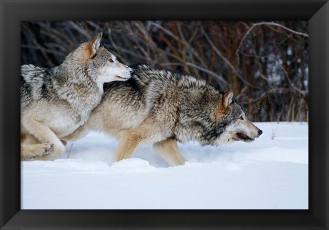 Framed Gray Wolves Running In Snow, Montana Print