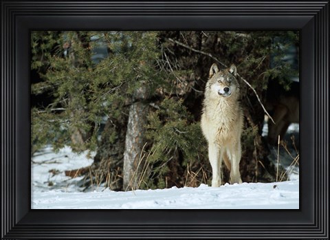 Framed Gray Wolf In Winter, Montana Print