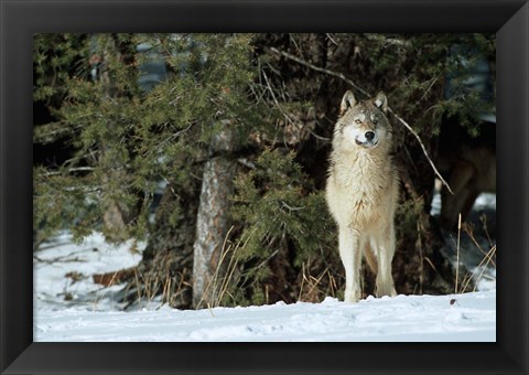 Framed Gray Wolf In Winter, Montana Print