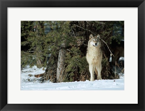 Framed Gray Wolf In Winter, Montana Print