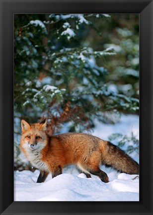 Framed Red Fox Walking In Snow, Montana Print