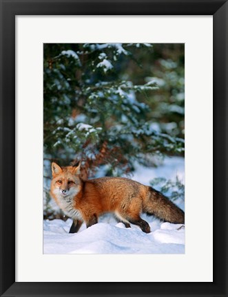 Framed Red Fox Walking In Snow, Montana Print