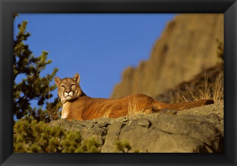 Framed Mountain Lion, Montana Print