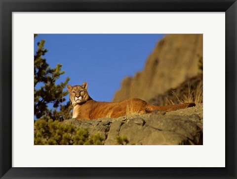 Framed Mountain Lion, Montana Print