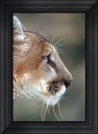 Framed Side Profile Of A Mountain Lion, Montana Print