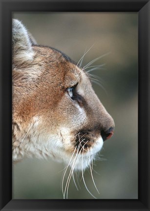 Framed Side Profile Of A Mountain Lion, Montana Print