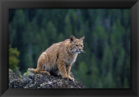 Framed Lynx, Montana Print