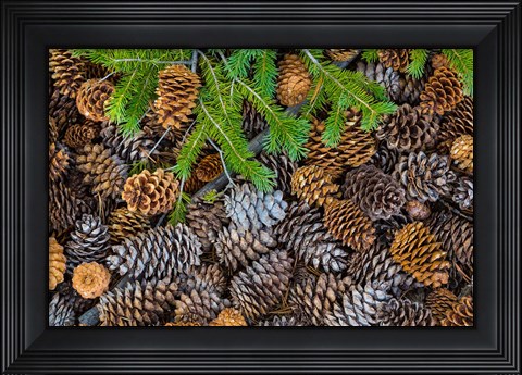 Framed Pine Cones And Douglas Fir Bough, Nevada Print